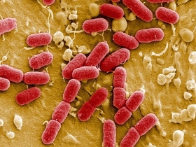 Bakterien ehec 280x210